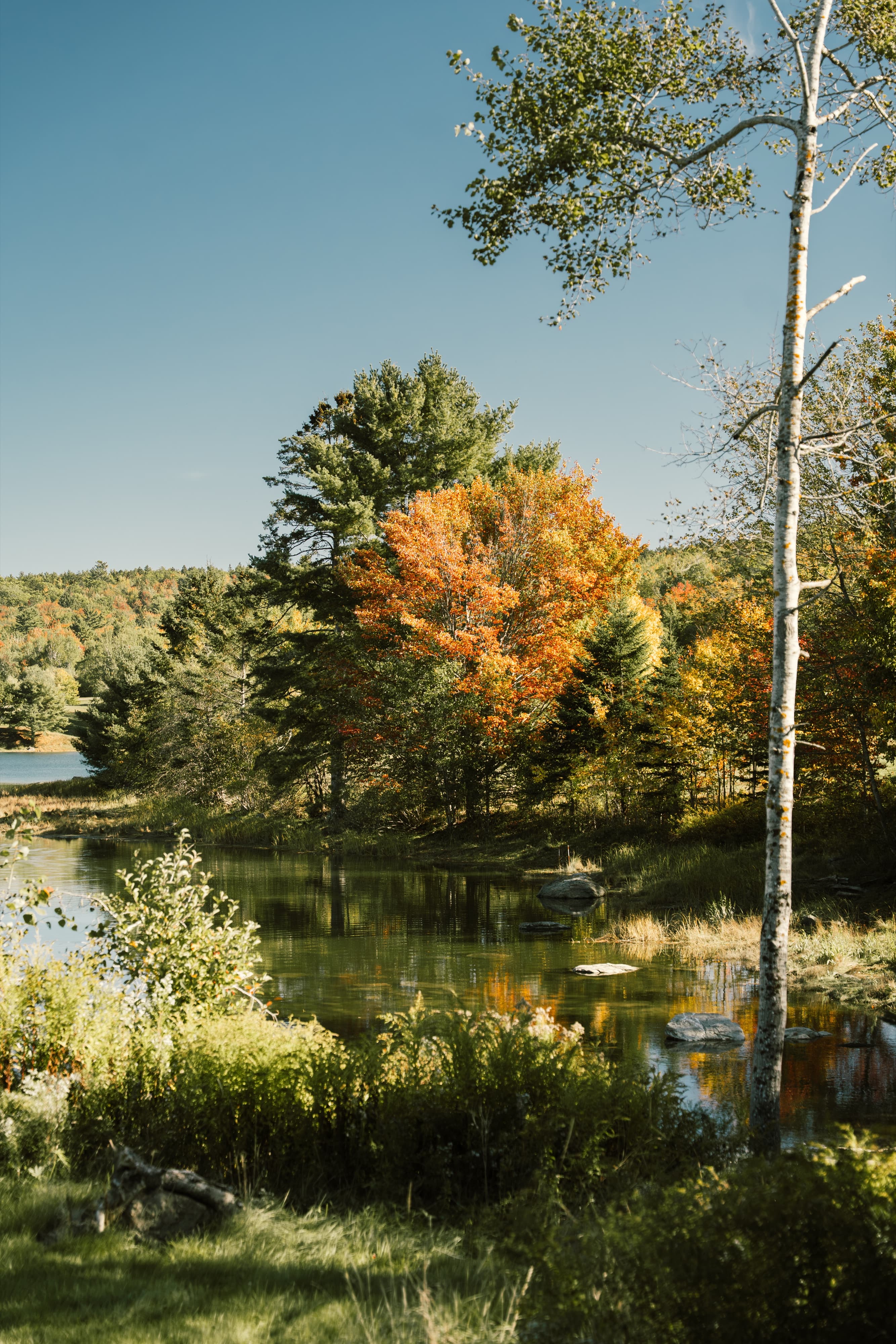 An orange maple among evergreens on a still inlet