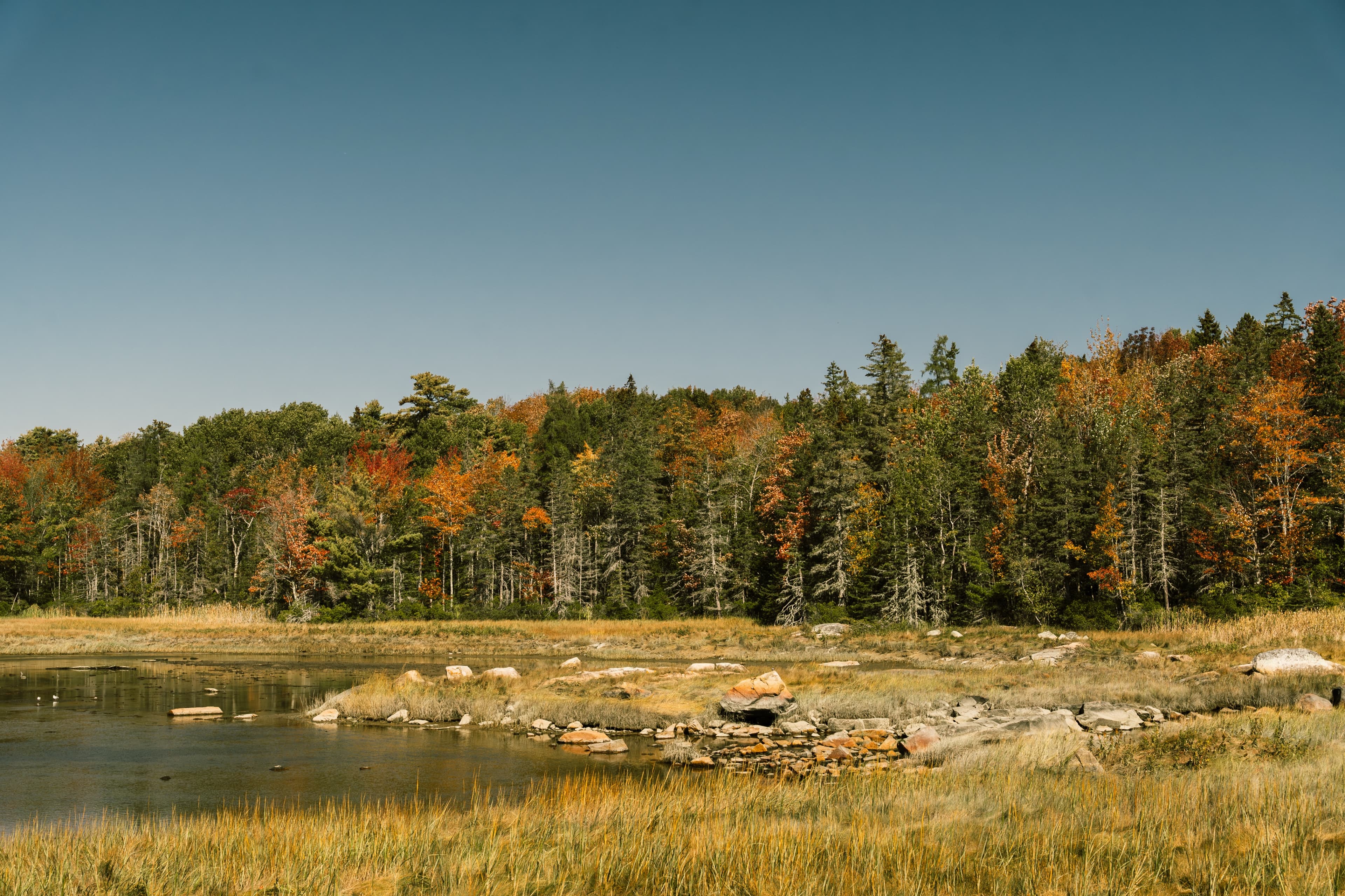 Autumn maples and spruce above a golden salt marsh on the Blue Hill Peninsula