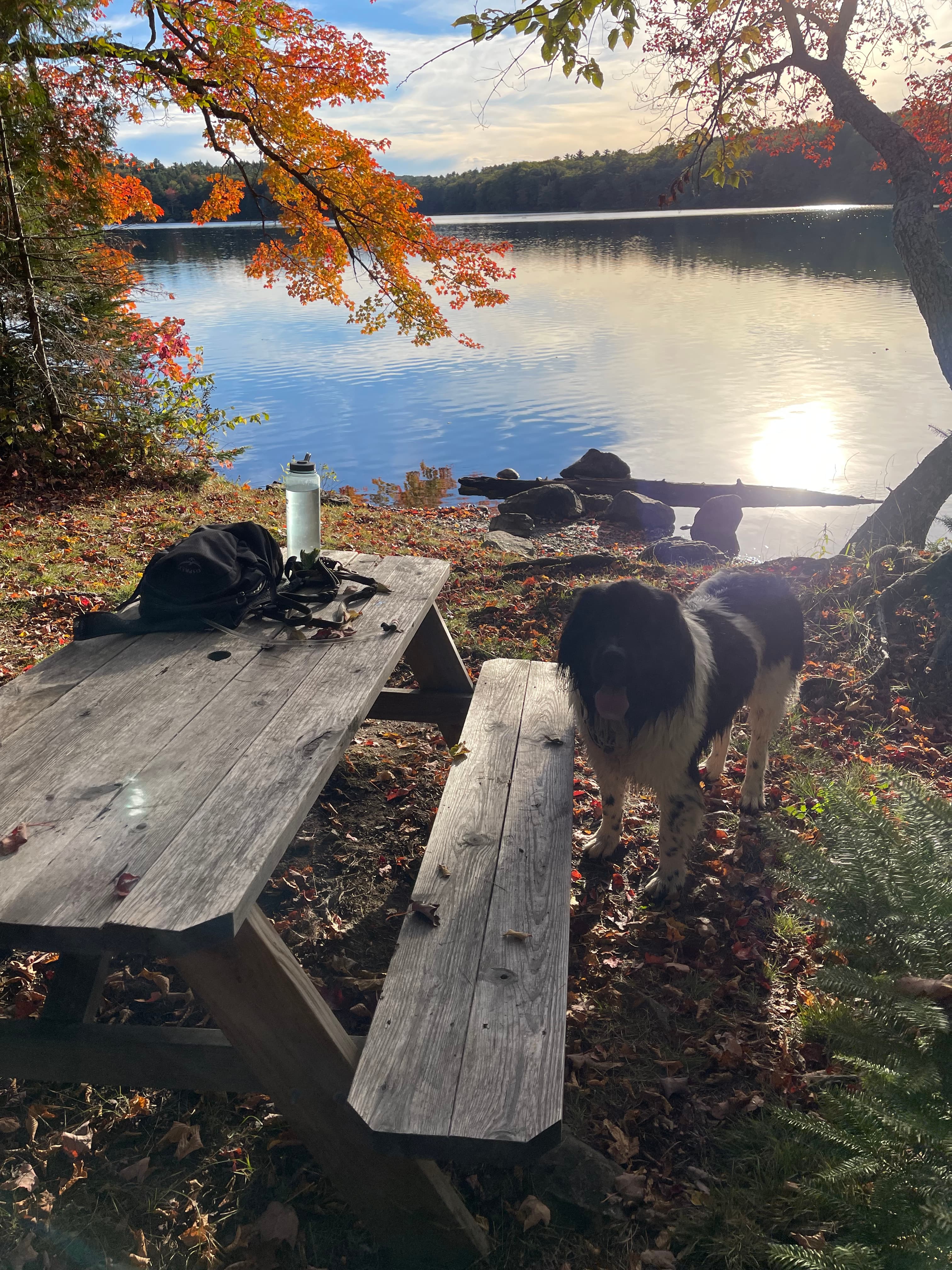 Dog at Ferncrest Acadia