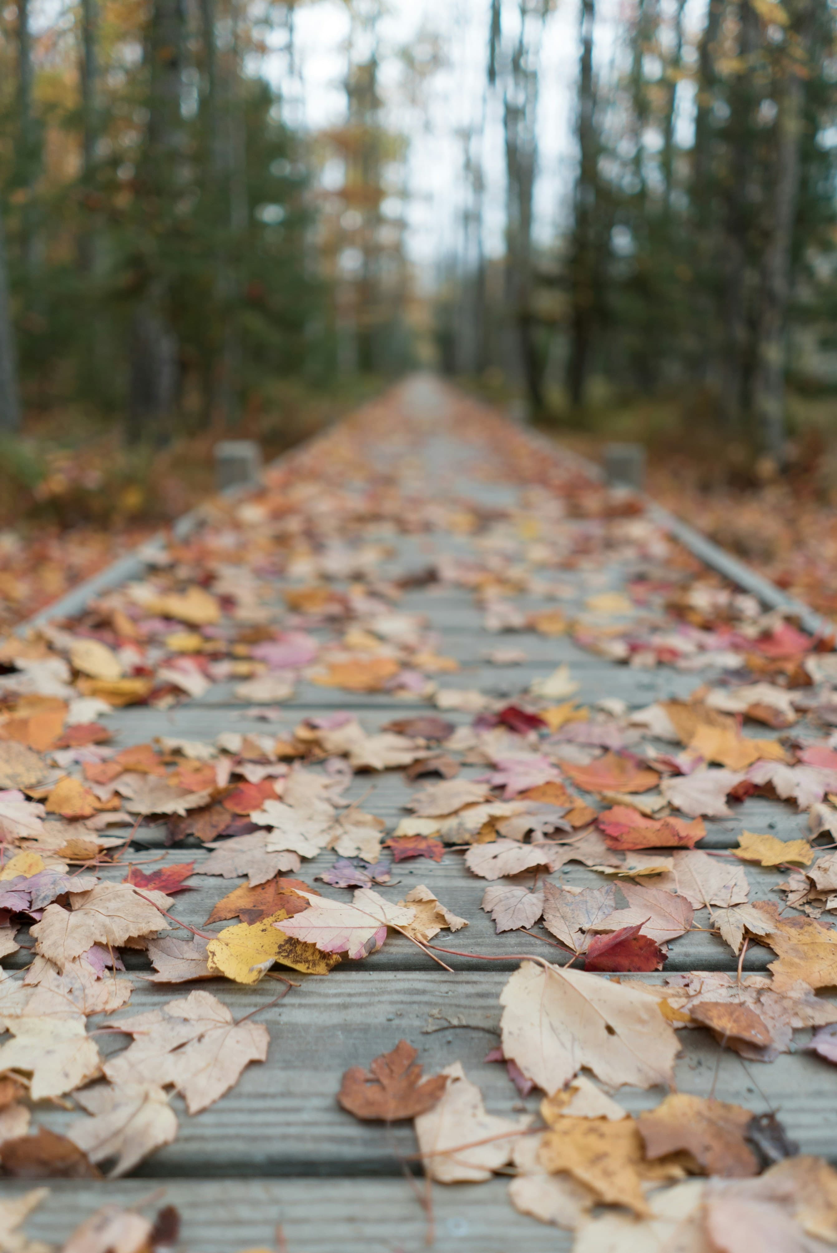 Hiking near Ferncrest Chambers Creek in fall