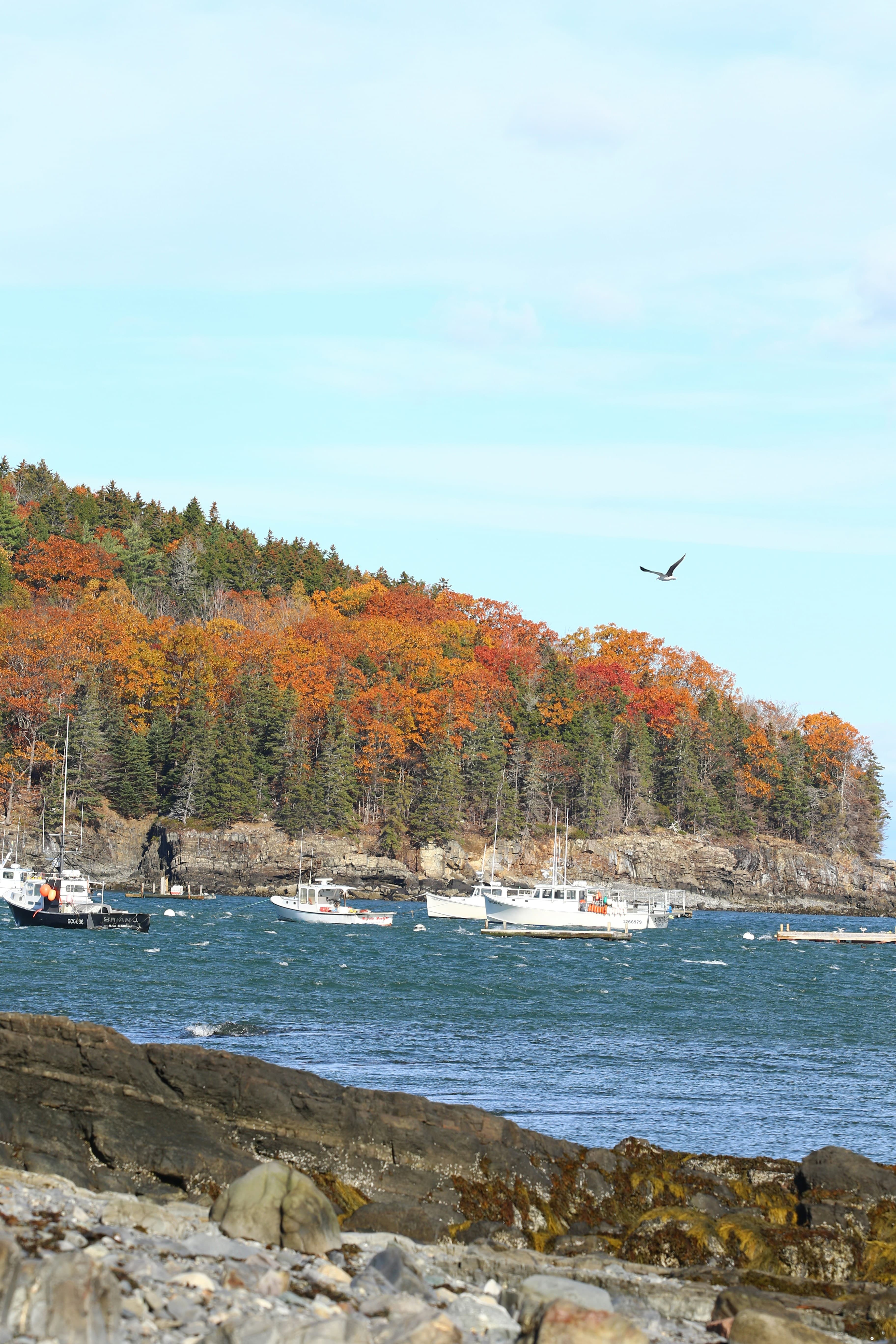 Fall foliage on the Blue Hill Peninsula in coastal Maine