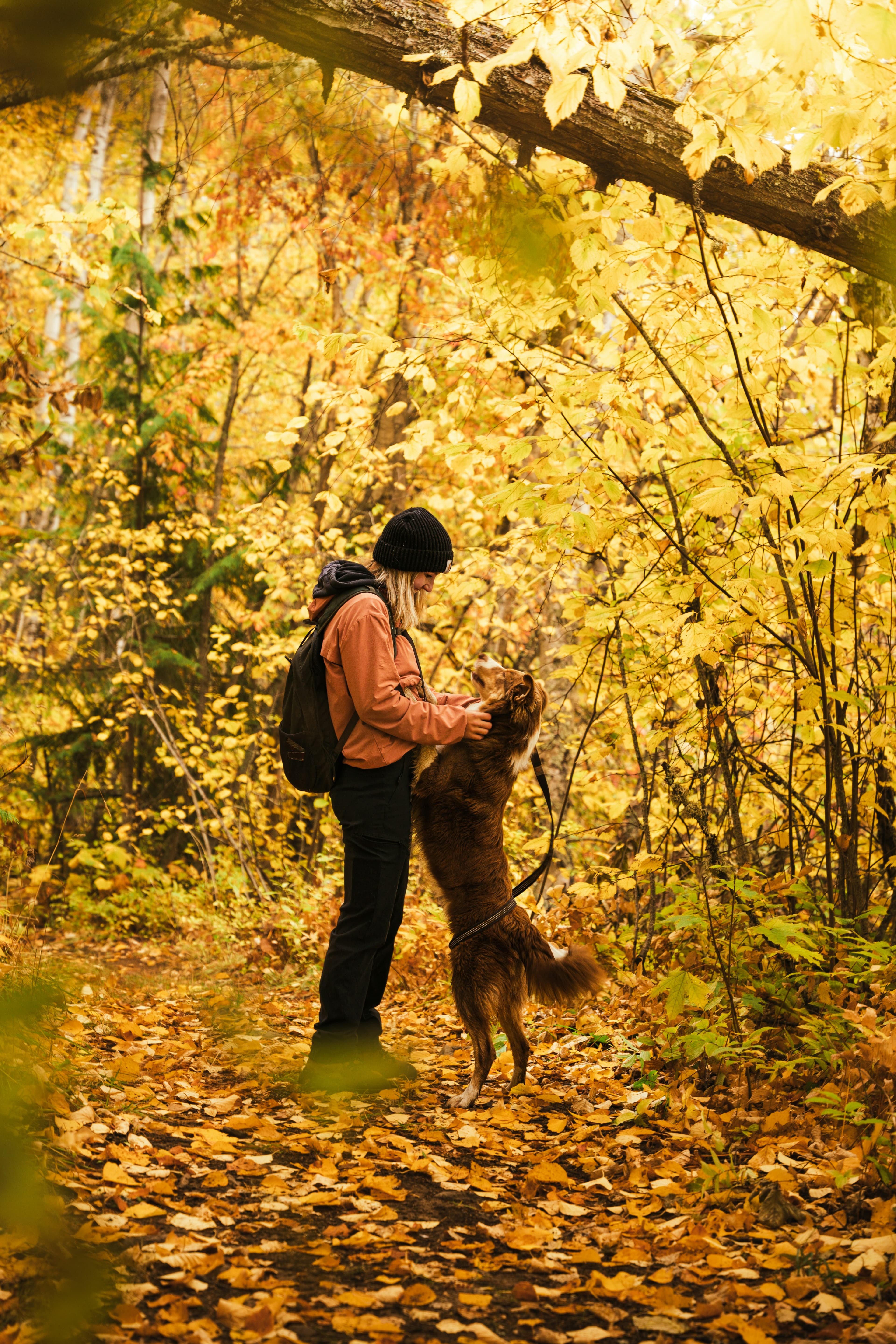Dog at Ferncrest in fall
