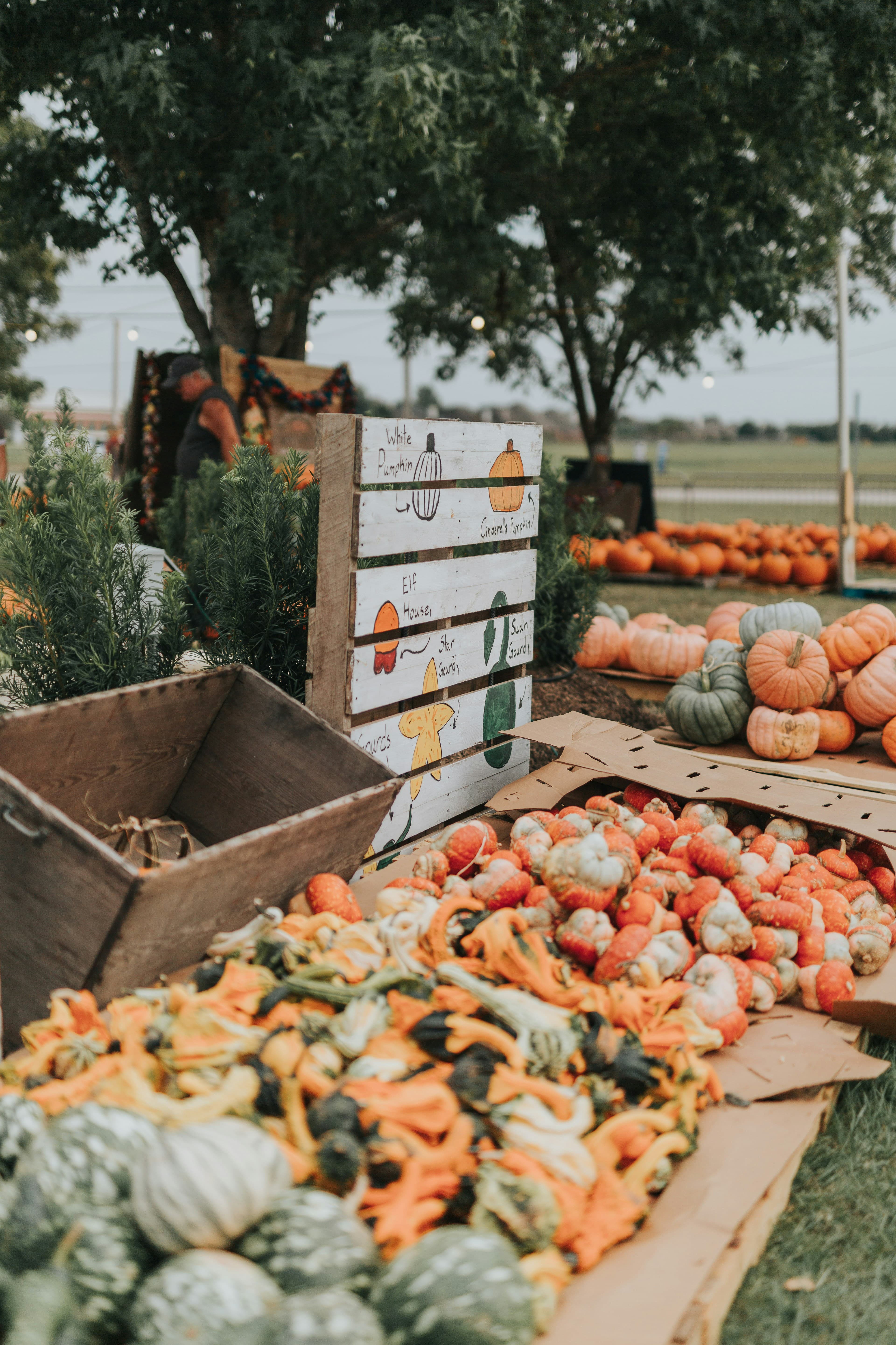 Pumpkin patch in fall