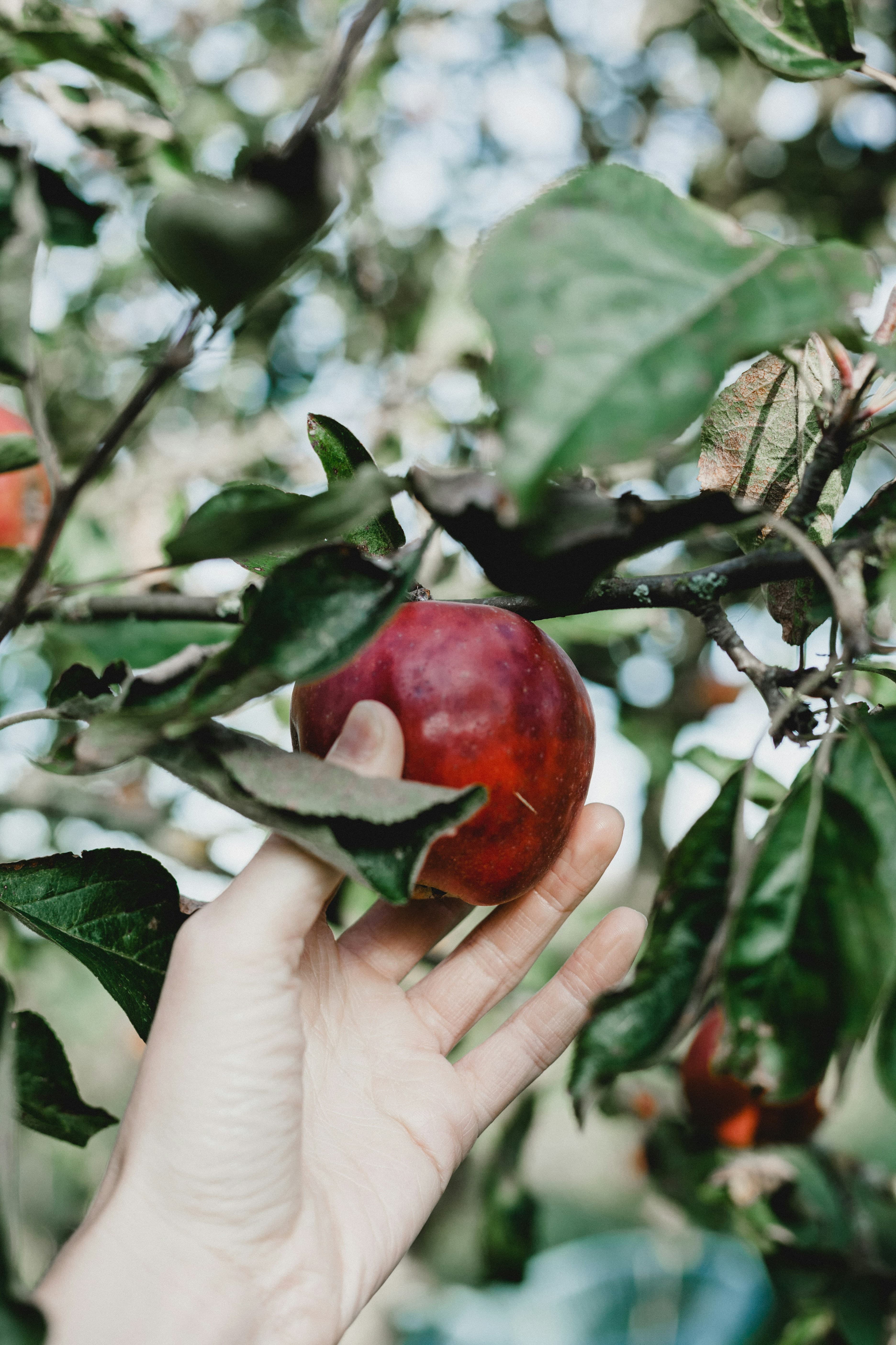 Apple picking in fall