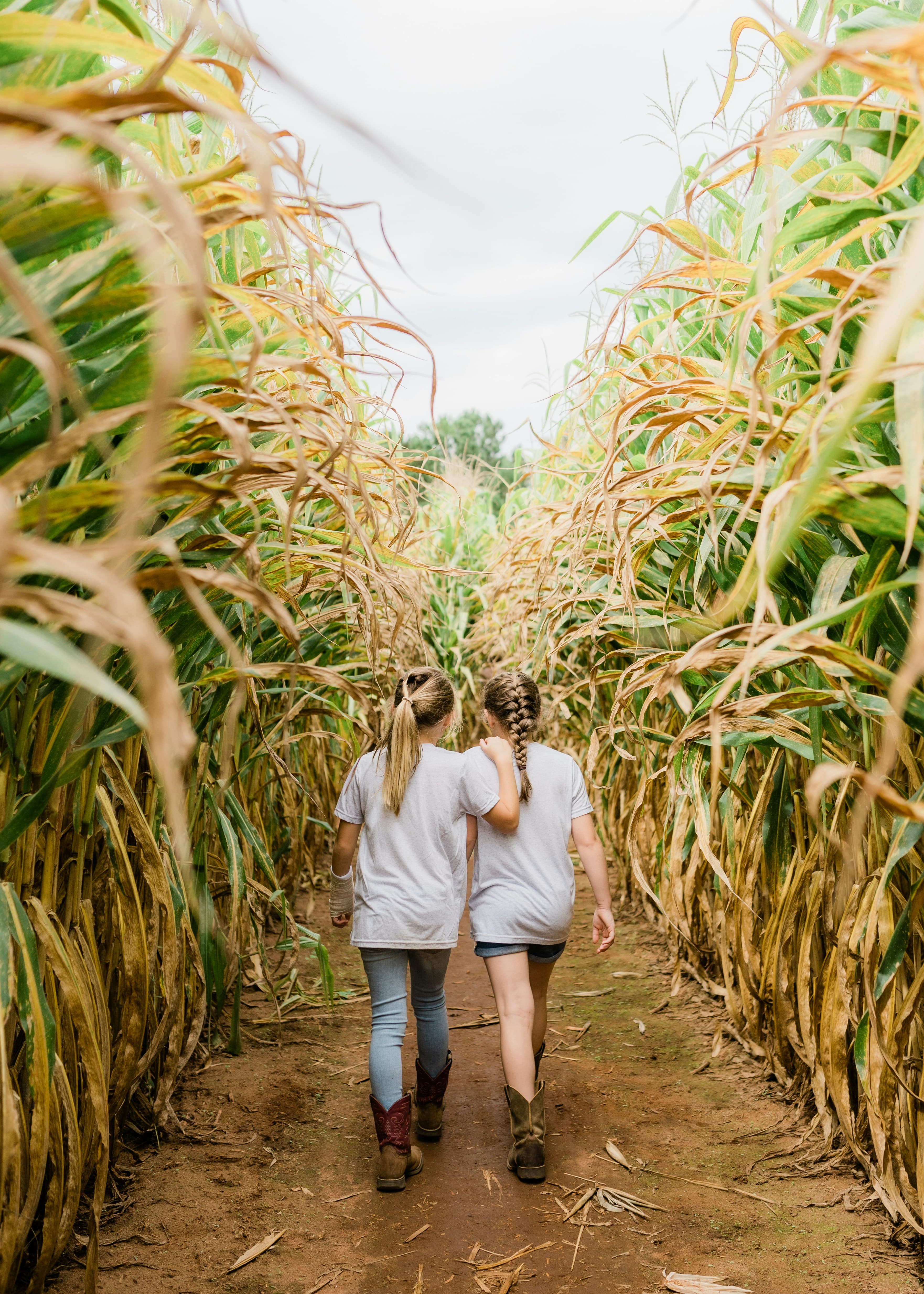 Two kids walking a row through a corn maze