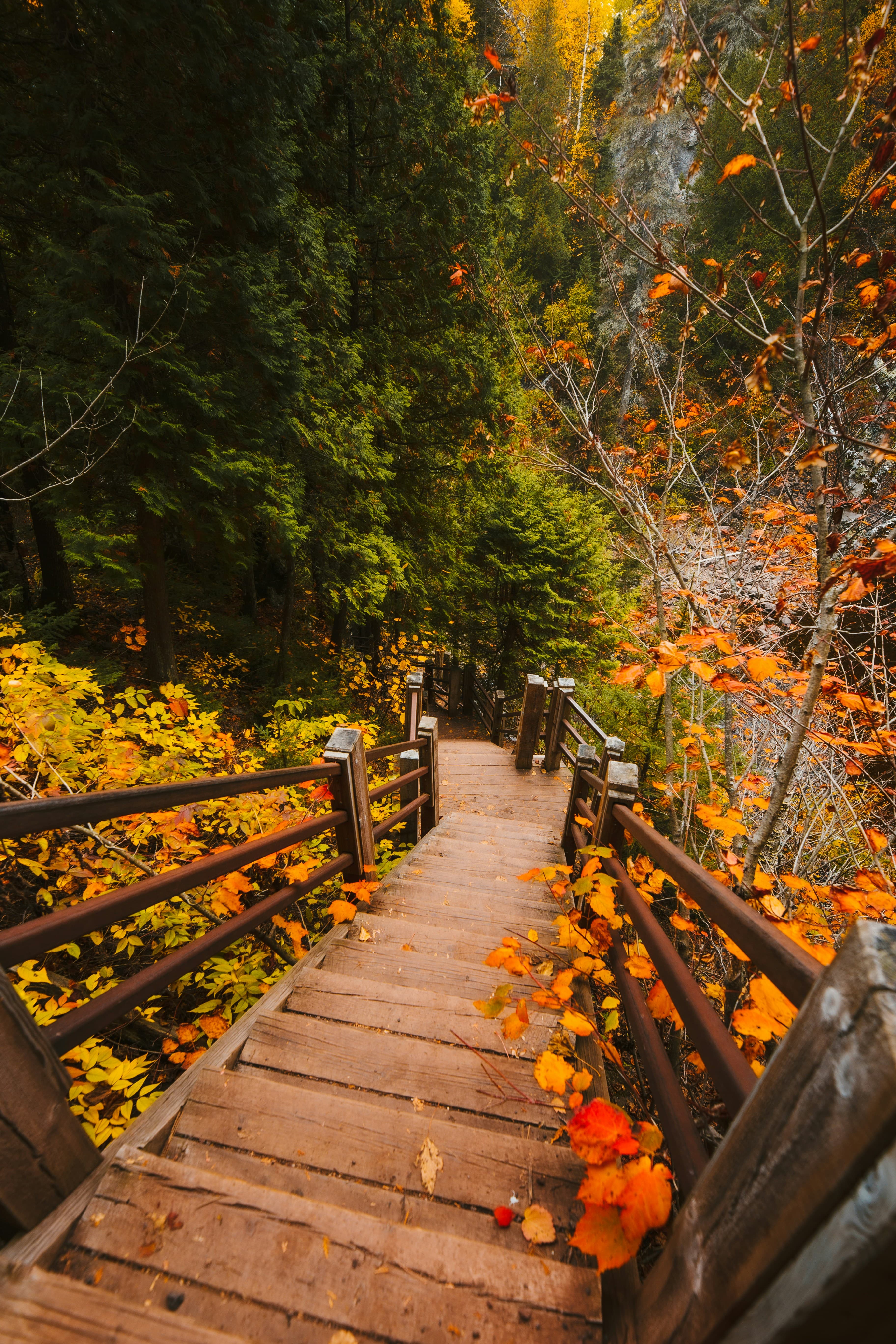 Wooden boardwalk stairs descending through a gorge in peak fall color