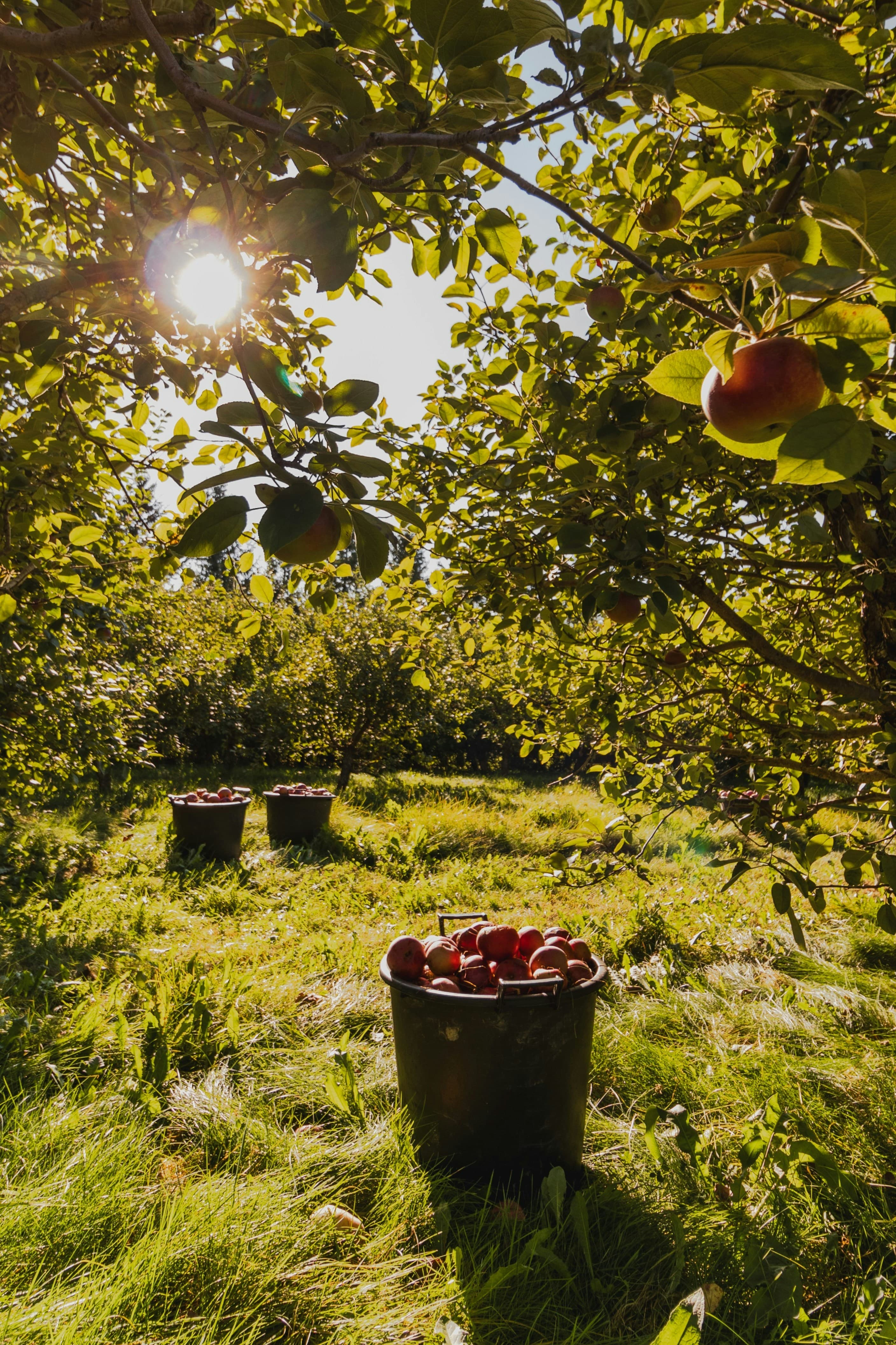 Apple picking in the fall