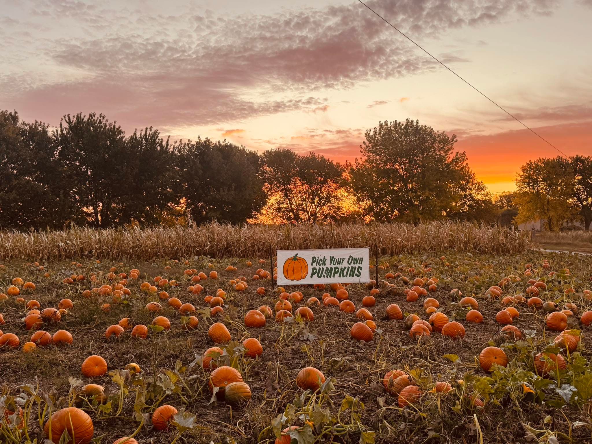 A pick-your-own pumpkin field at sunset in Nebraska