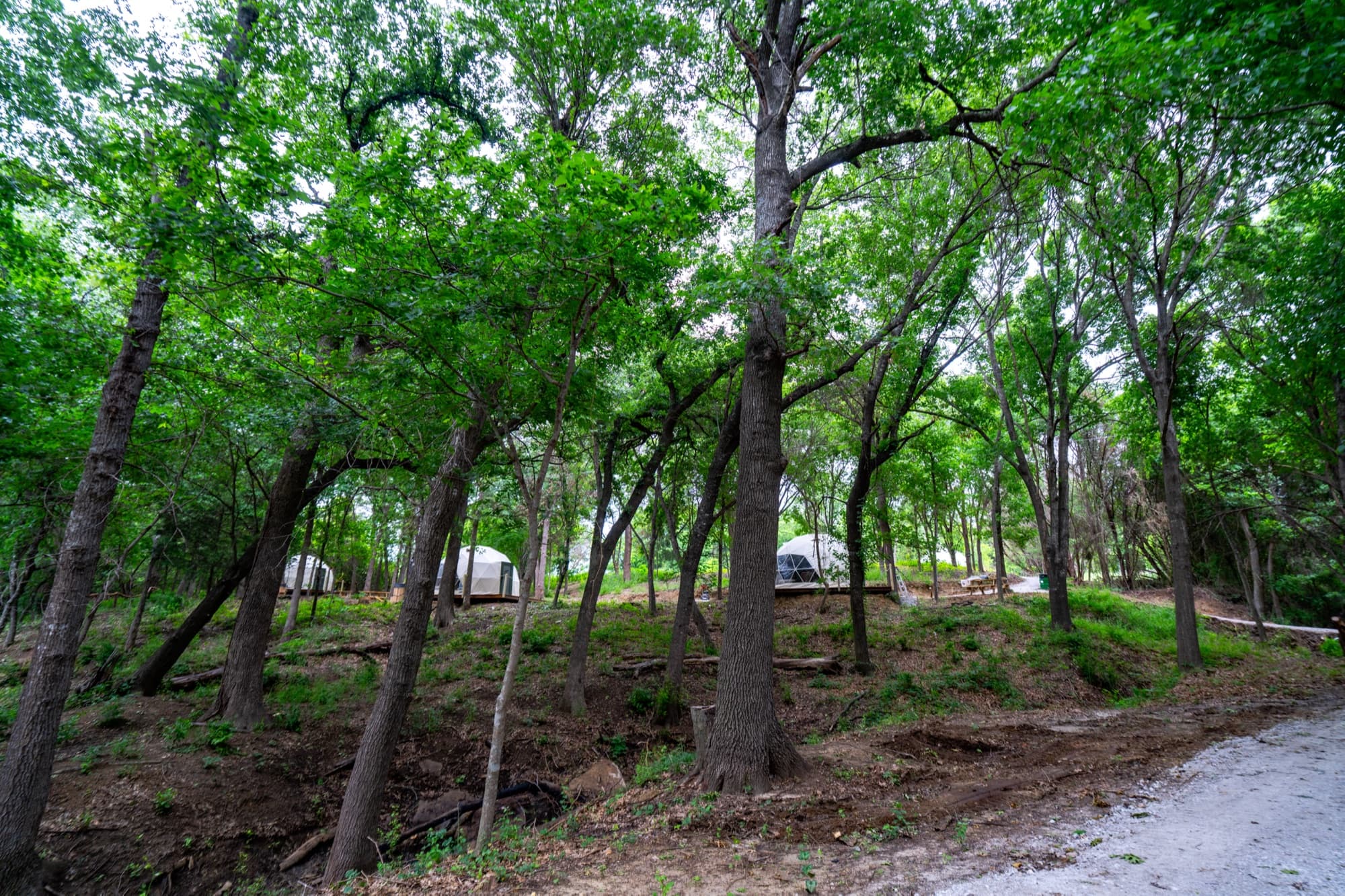 Domes nestled in the canopy at Ferncrest Chambers Creek