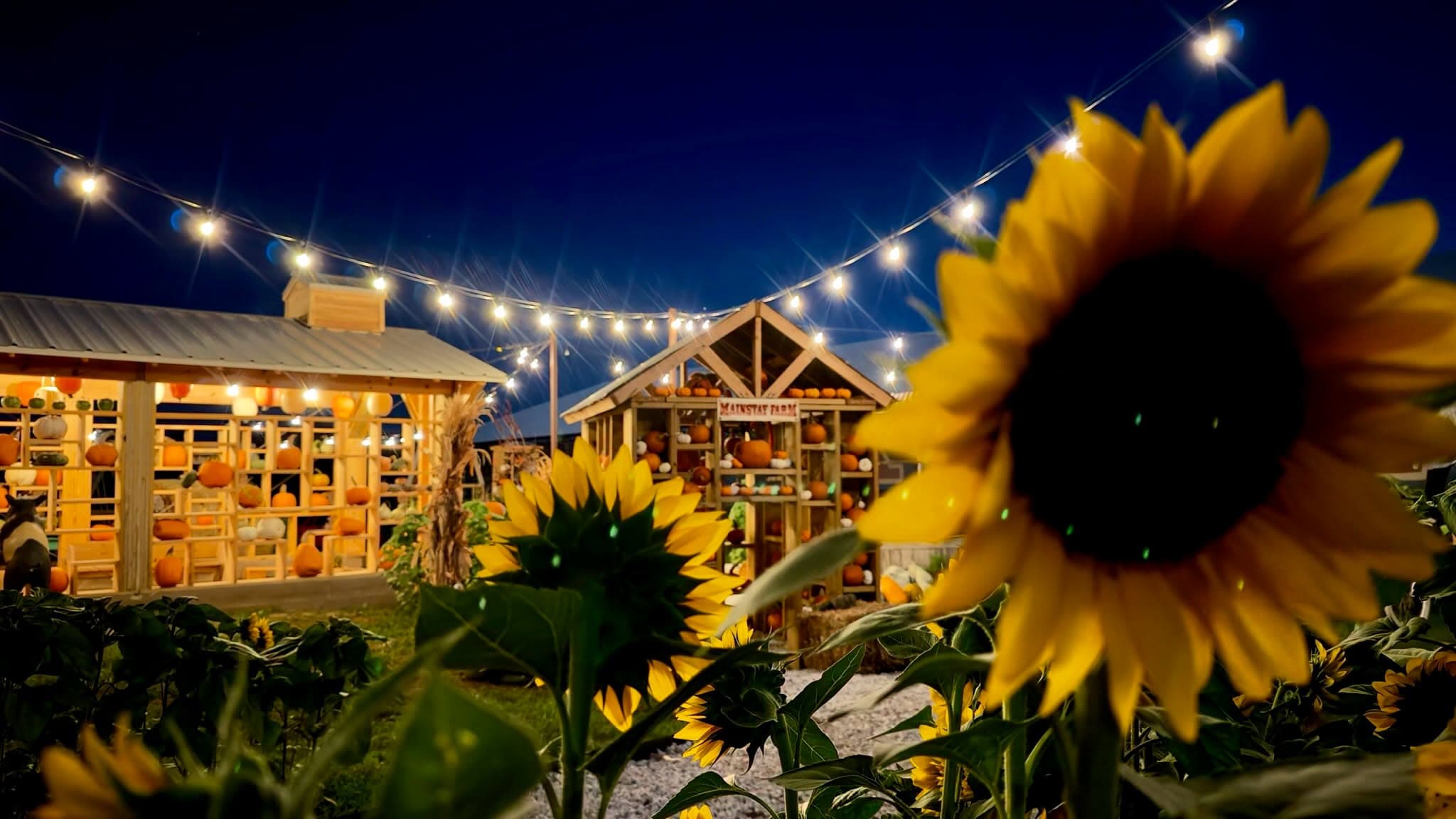 Mainstay Farm's pumpkin barns lit by string lights at dusk