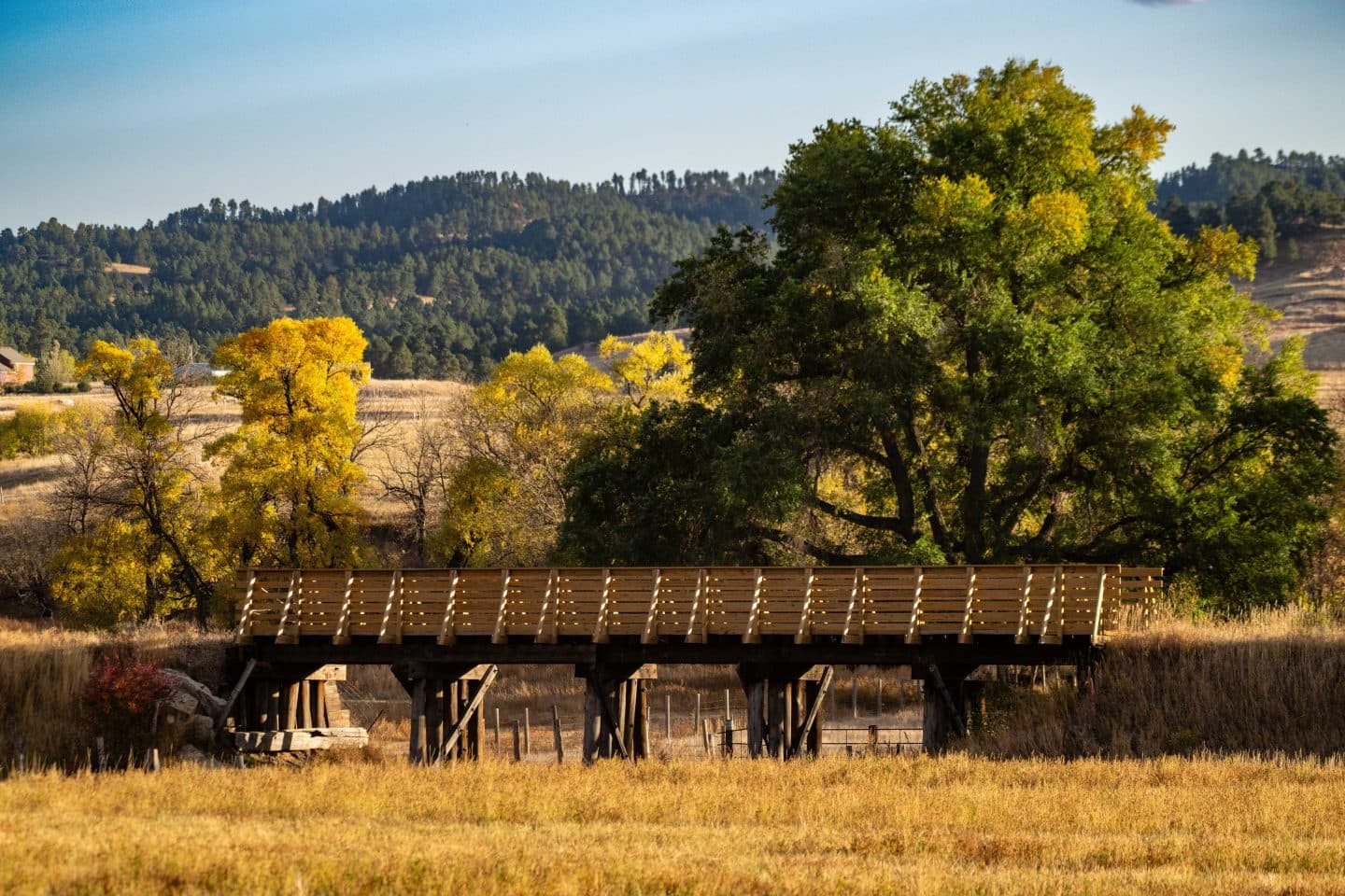 A wooden trestle bridge on the Cowboy Trail with cottonwoods turning gold
