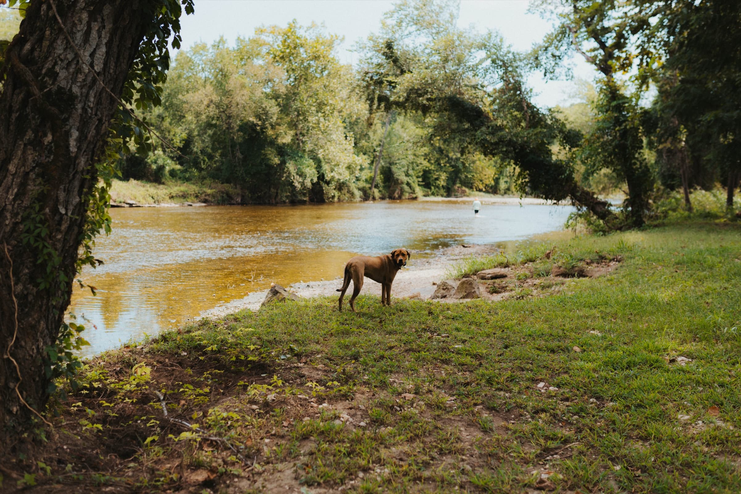 Dog enjoying the creek at Ferncrest Flint Creek