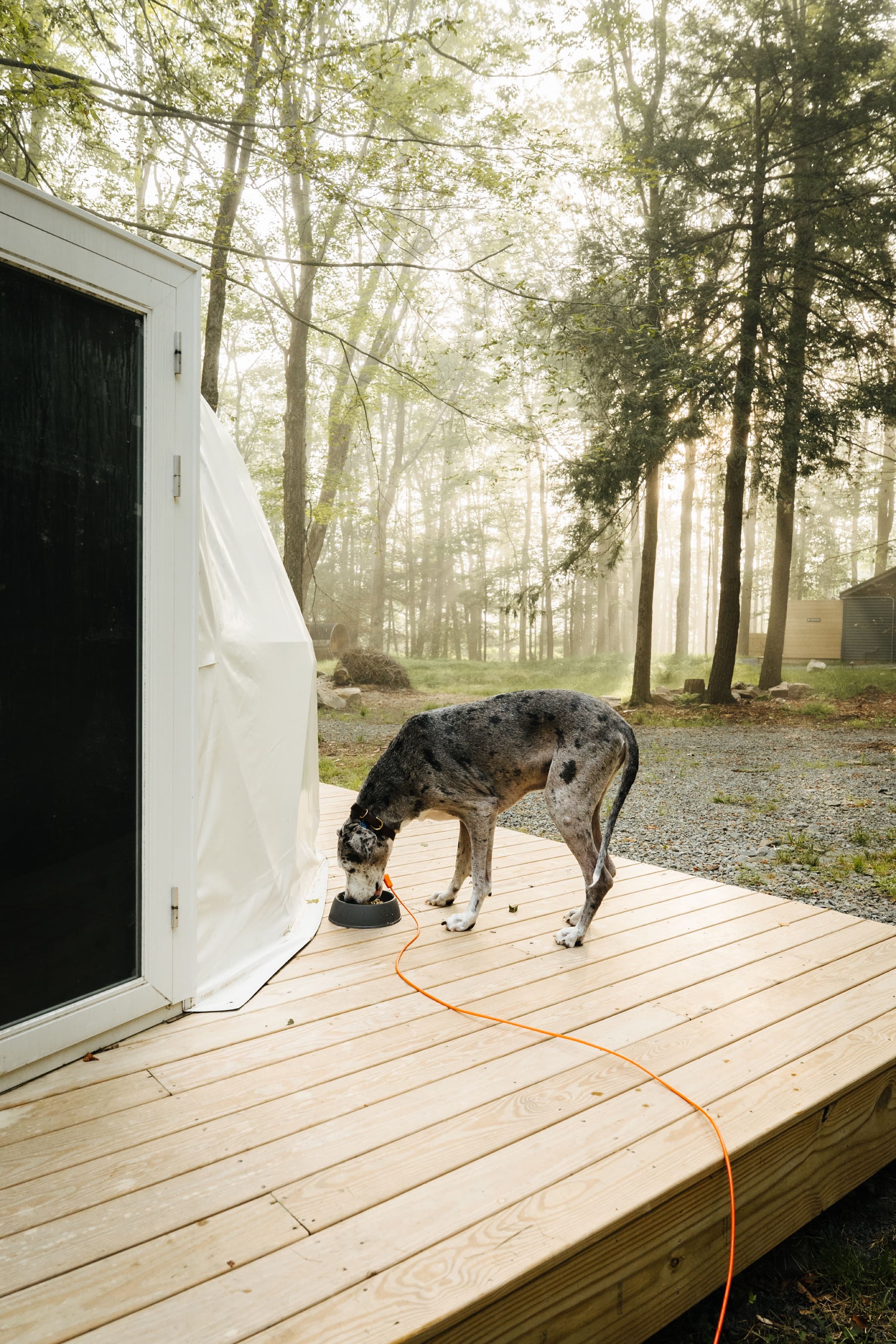A dog enjoying the grounds at Ferncrest Promised Land